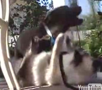 Cat + Puppy = BFF